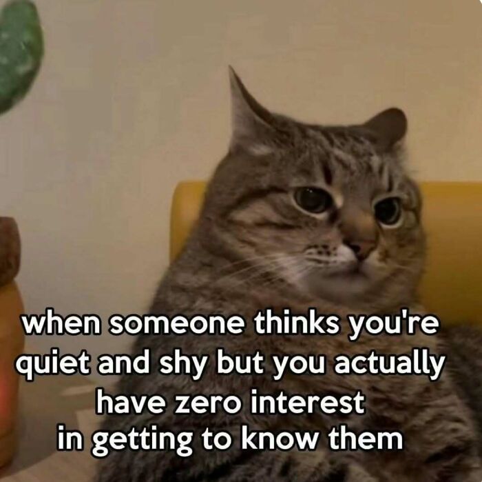 These 77 Cat Memes Are Basically Your New Happy Place
