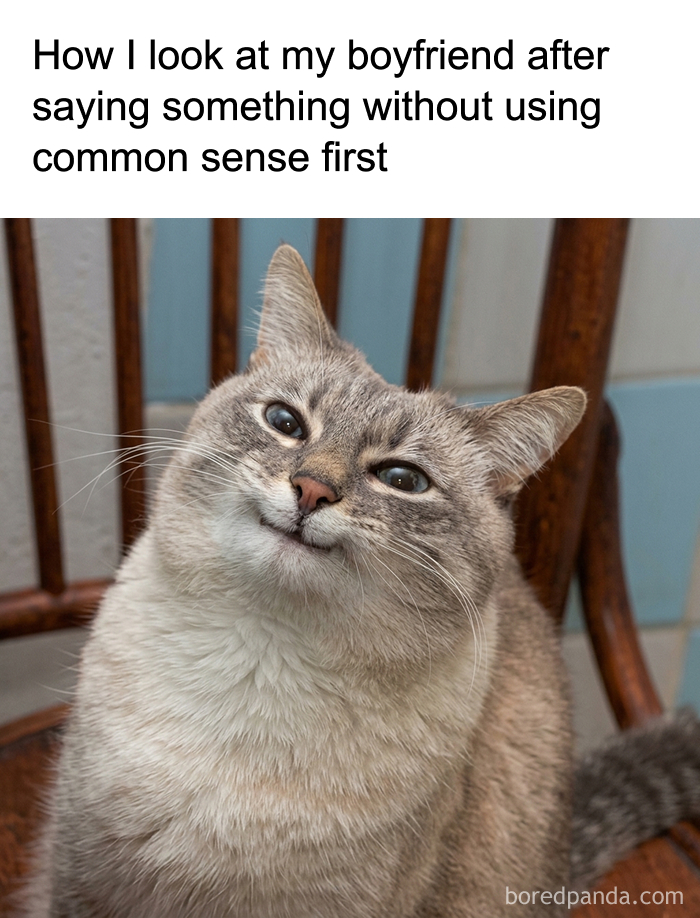 These 77 Cat Memes Are Basically Your New Happy Place