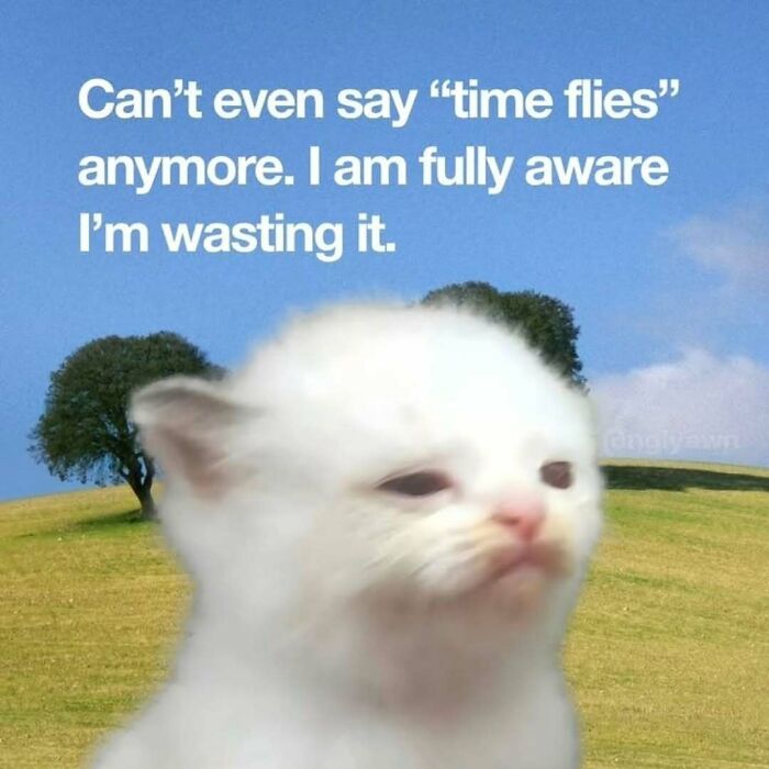 These 77 Cat Memes Are Basically Your New Happy Place
