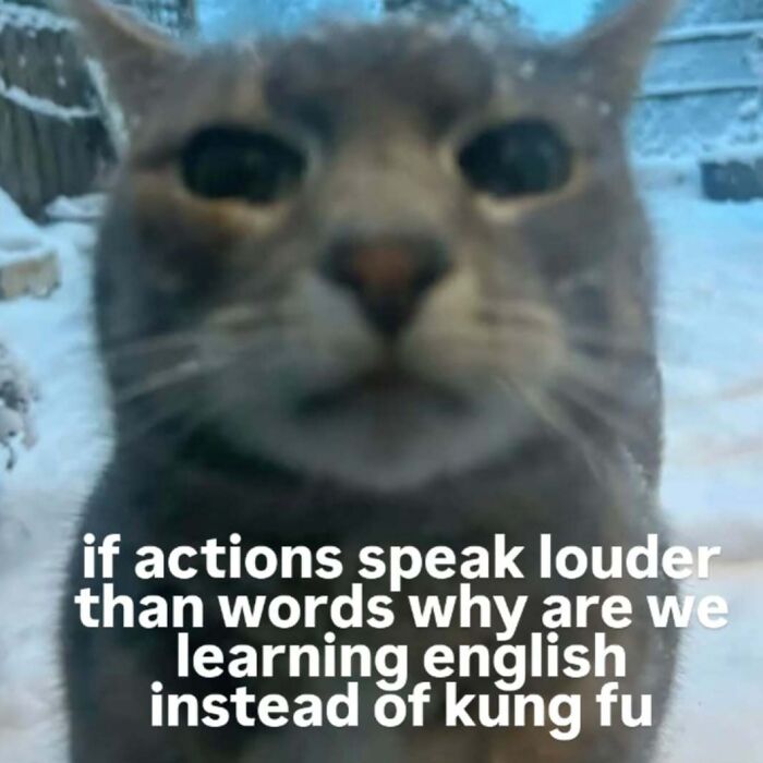 These 77 Cat Memes Are Basically Your New Happy Place