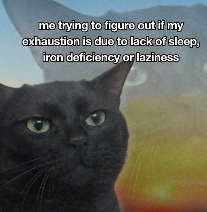 These 77 Cat Memes Are Basically Your New Happy Place