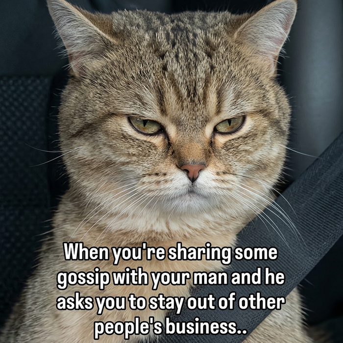 These 77 Cat Memes Are Basically Your New Happy Place