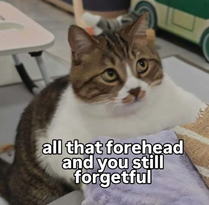 These 77 Cat Memes Are Basically Your New Happy Place