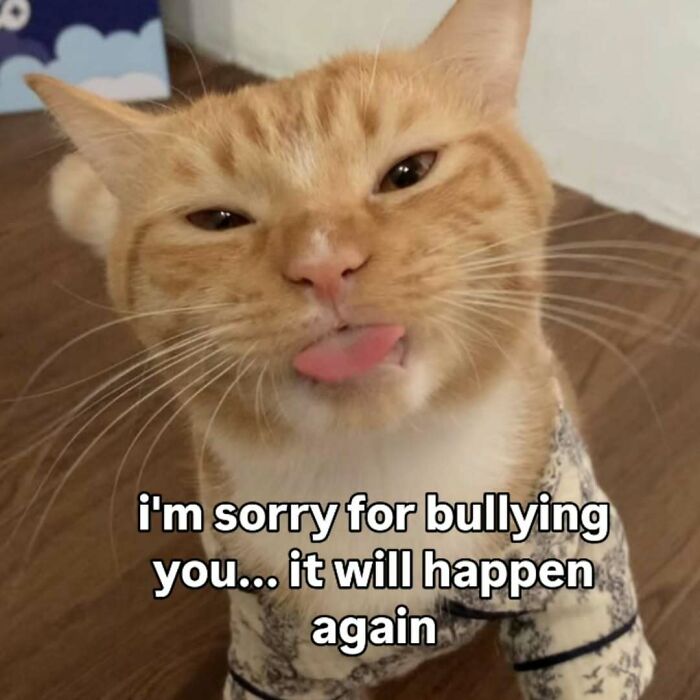 These 77 Cat Memes Are Basically Your New Happy Place