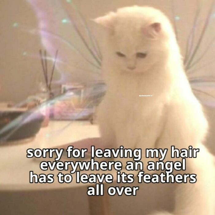 These 77 Cat Memes Are Basically Your New Happy Place