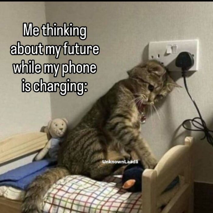 These 77 Cat Memes Are Basically Your New Happy Place