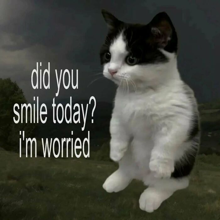 These 77 Cat Memes Are Basically Your New Happy Place