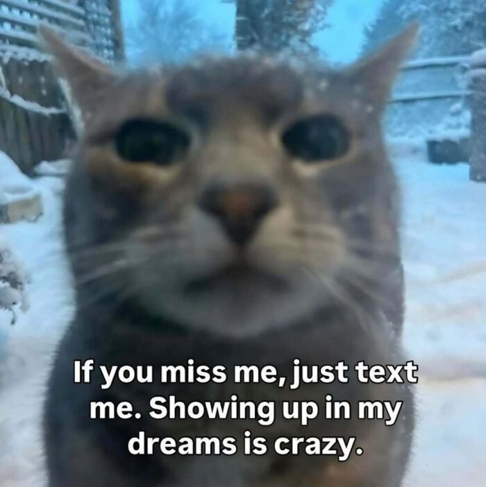 These 77 Cat Memes Are Basically Your New Happy Place