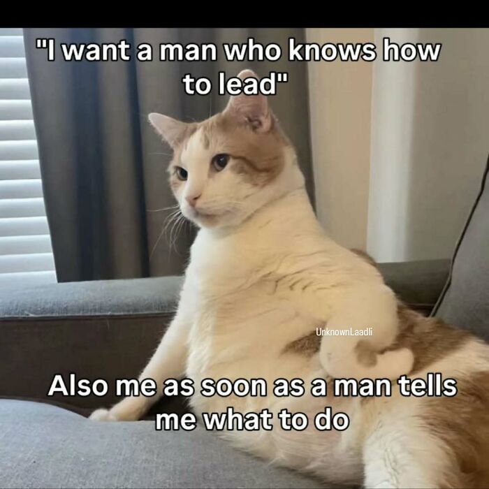 These 77 Cat Memes Are Basically Your New Happy Place