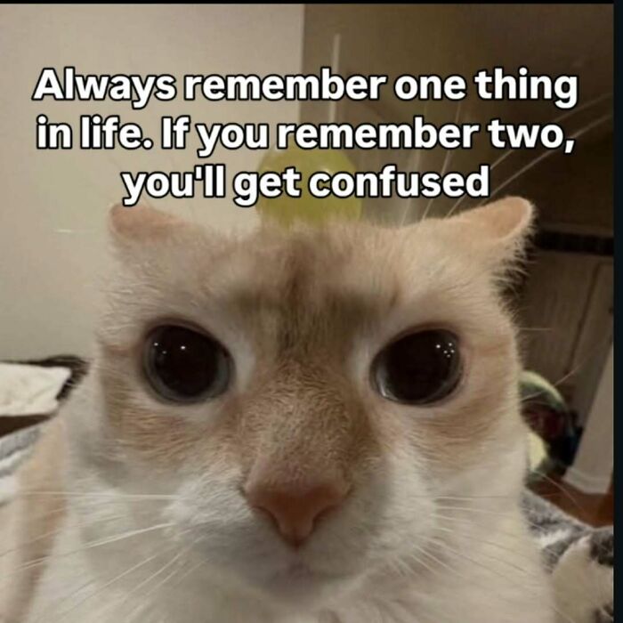 These 77 Cat Memes Are Basically Your New Happy Place