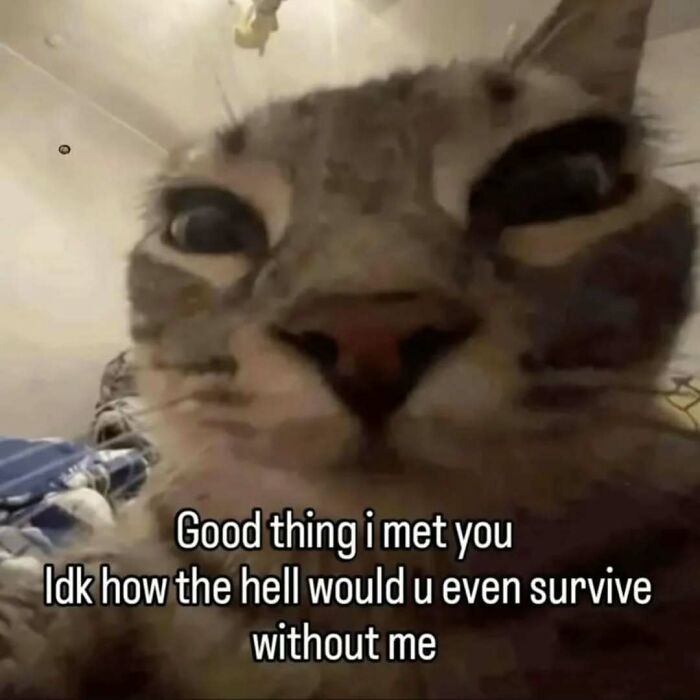 These 77 Cat Memes Are Basically Your New Happy Place