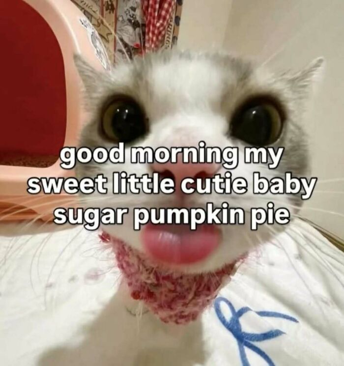 These 77 Cat Memes Are Basically Your New Happy Place