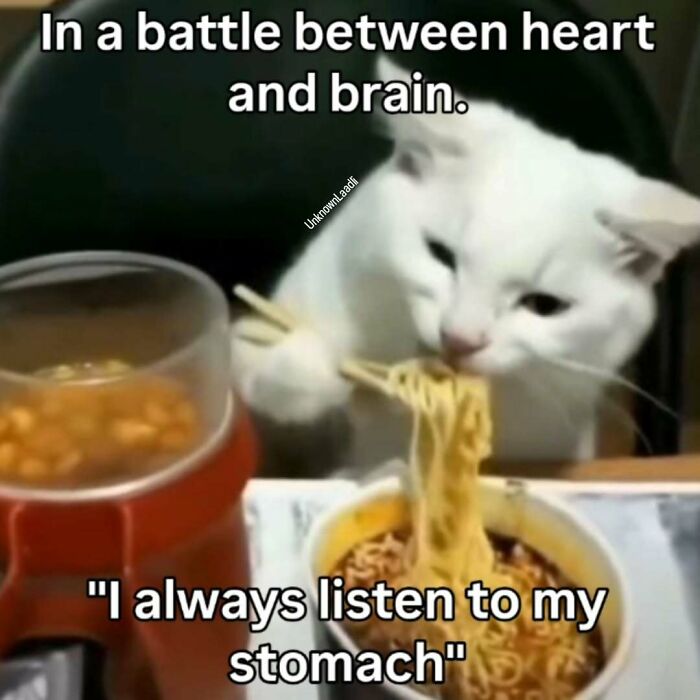 These 77 Cat Memes Are Basically Your New Happy Place
