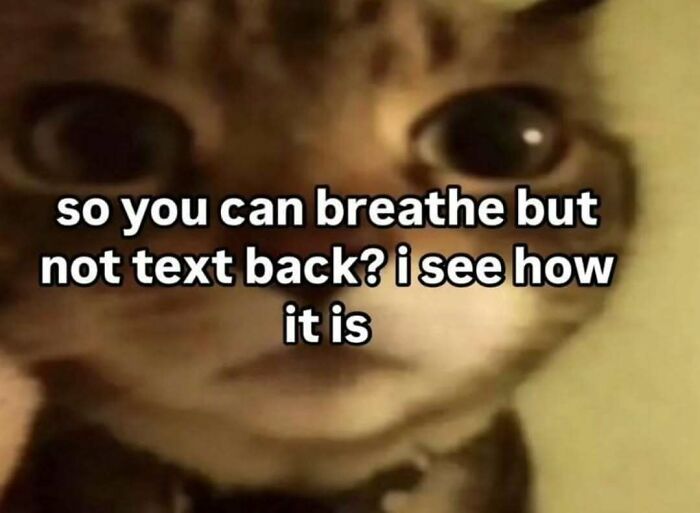 These 77 Cat Memes Are Basically Your New Happy Place