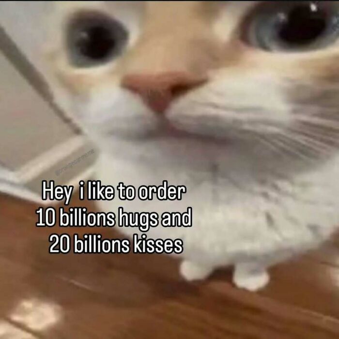 These 77 Cat Memes Are Basically Your New Happy Place