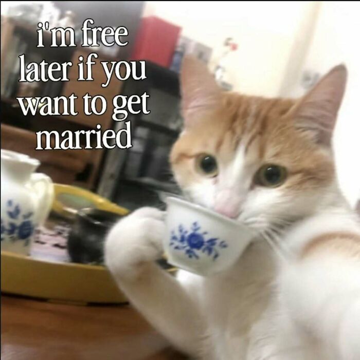 These 77 Cat Memes Are Basically Your New Happy Place