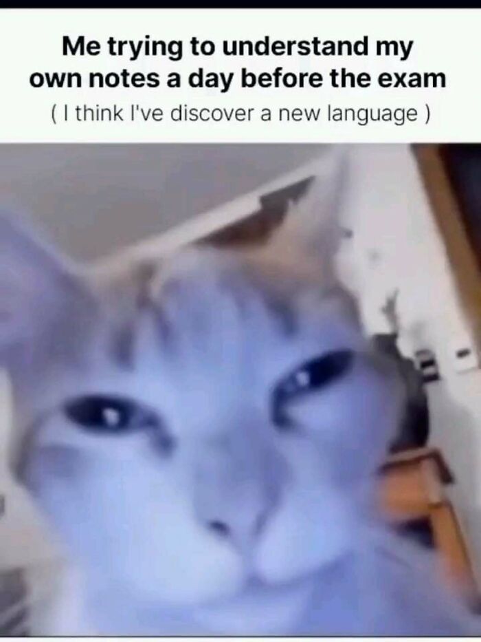 These 77 Cat Memes Are Basically Your New Happy Place