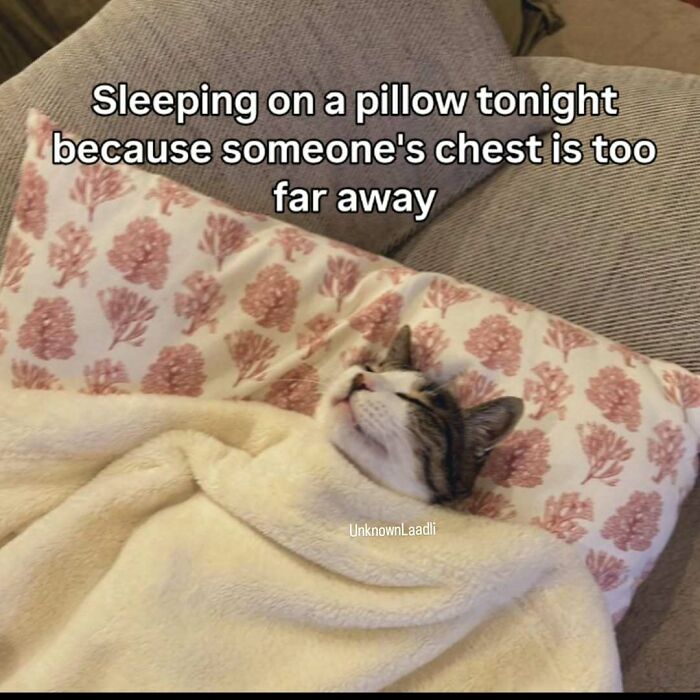 These 77 Cat Memes Are Basically Your New Happy Place