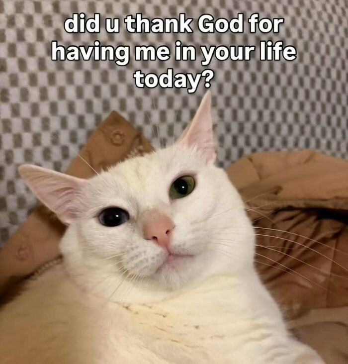 These 77 Cat Memes Are Basically Your New Happy Place
