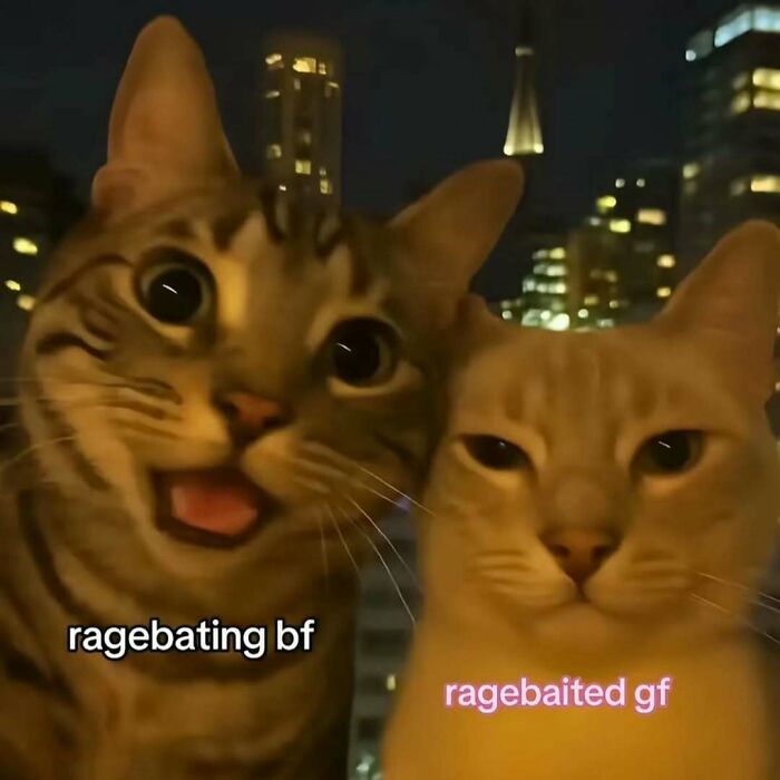 These 77 Cat Memes Are Basically Your New Happy Place
