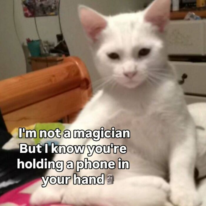 These 77 Cat Memes Are Basically Your New Happy Place