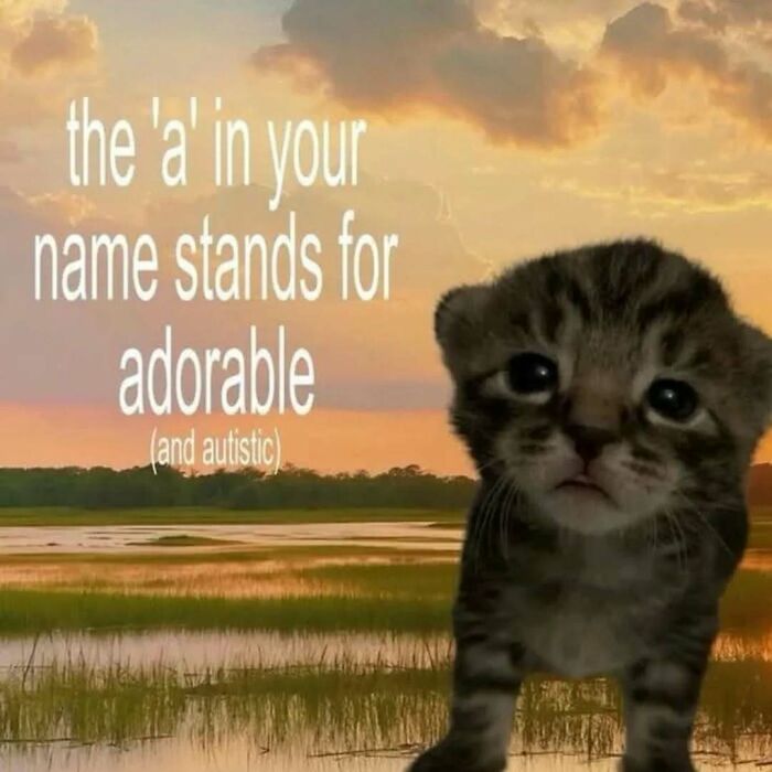 These 77 Cat Memes Are Basically Your New Happy Place