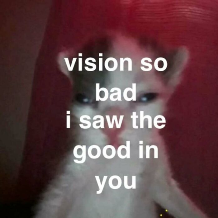 These 77 Cat Memes Are Basically Your New Happy Place