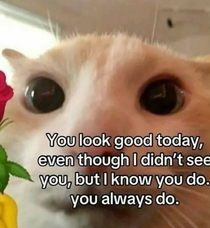 These 77 Cat Memes Are Basically Your New Happy Place