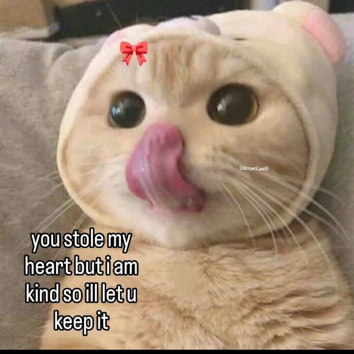 These 77 Cat Memes Are Basically Your New Happy Place