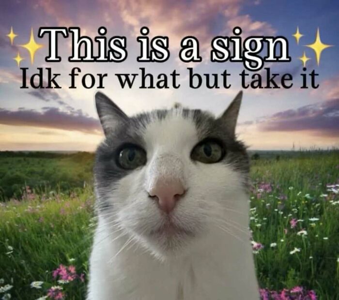 These 77 Cat Memes Are Basically Your New Happy Place