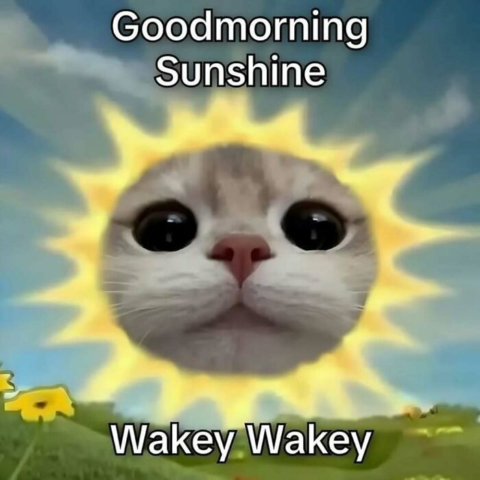 These 77 Cat Memes Are Basically Your New Happy Place