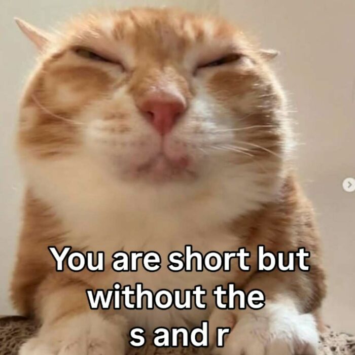 These 77 Cat Memes Are Basically Your New Happy Place
