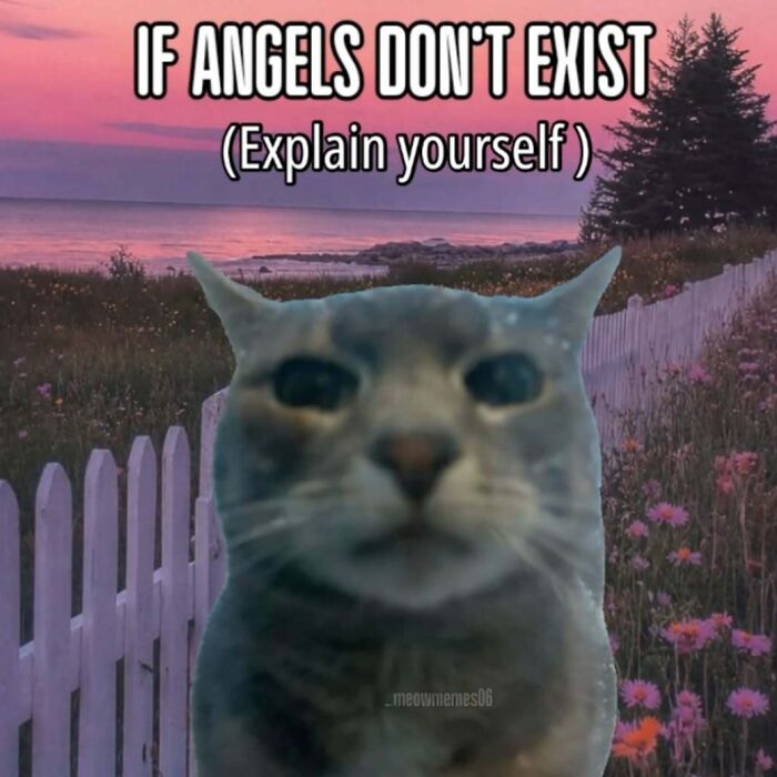 These 77 Cat Memes Are Basically Your New Happy Place