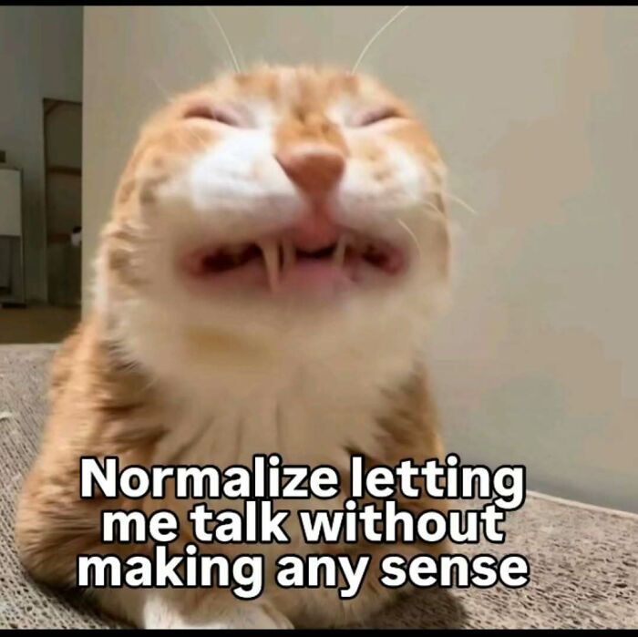 These 77 Cat Memes Are Basically Your New Happy Place