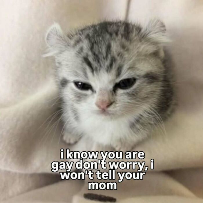 These 77 Cat Memes Are Basically Your New Happy Place