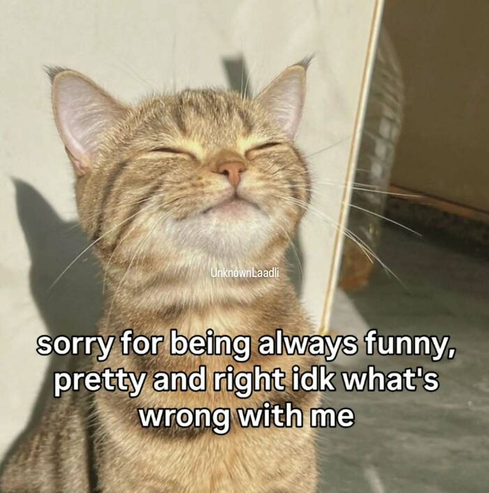 These 77 Cat Memes Are Basically Your New Happy Place
