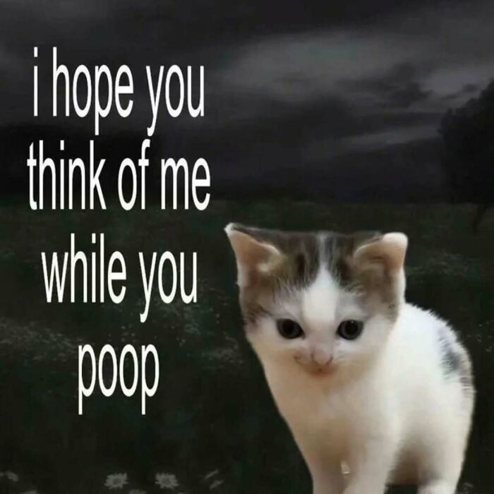 These 77 Cat Memes Are Basically Your New Happy Place