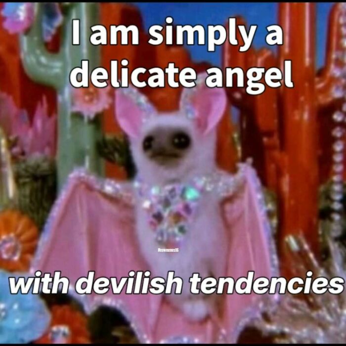 These 77 Cat Memes Are Basically Your New Happy Place