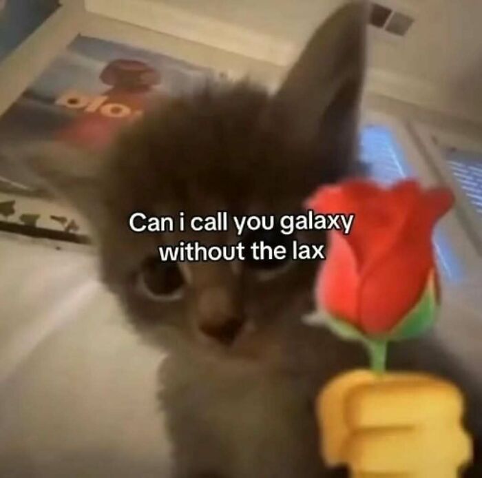 These 77 Cat Memes Are Basically Your New Happy Place