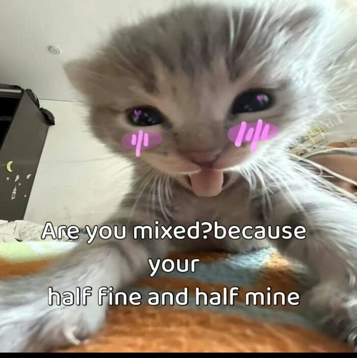 These 77 Cat Memes Are Basically Your New Happy Place