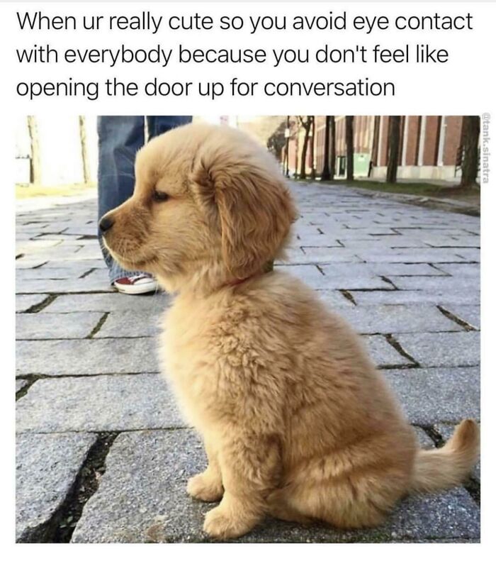These Memes Say "Absolutely Not Me" But We Totally Get Them