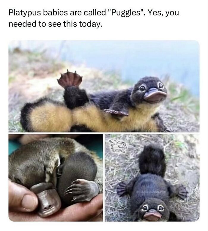 The Funniest Animal Memes That'll Totally Make Your Day