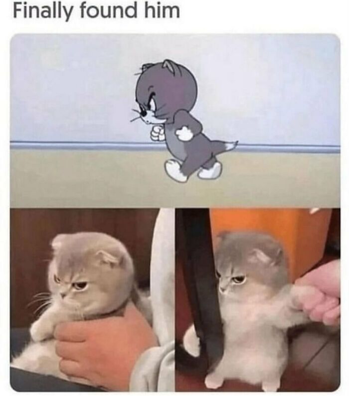 The Funniest Animal Memes That'll Totally Make Your Day