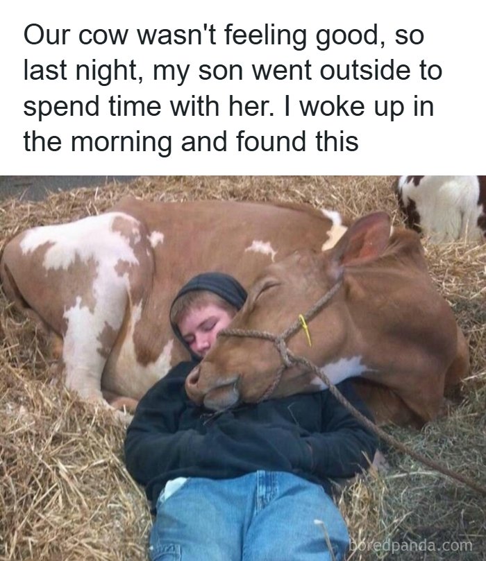 The Funniest Animal Memes That'll Totally Make Your Day