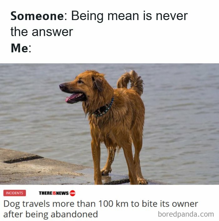 The Funniest Animal Memes That'll Totally Make Your Day
