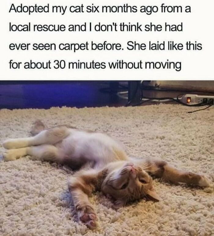 The Funniest Animal Memes That'll Totally Make Your Day