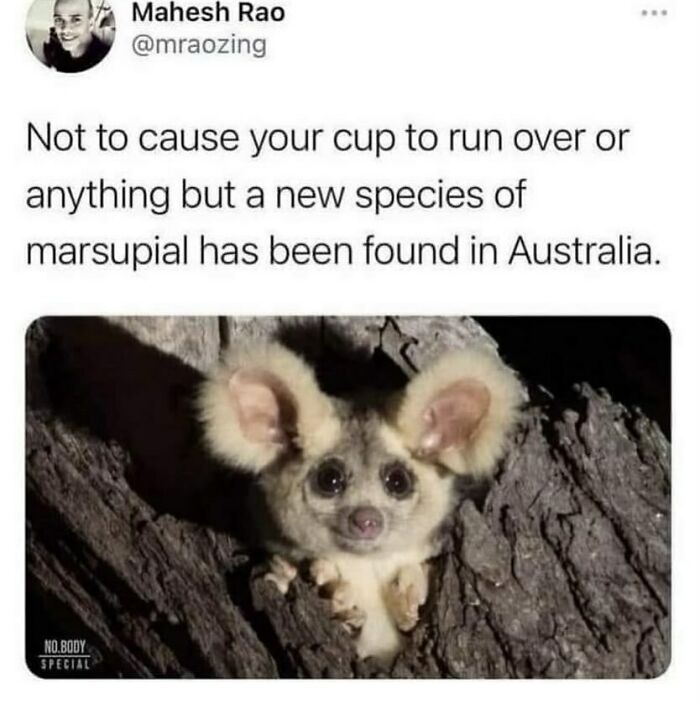 The Funniest Animal Memes That'll Totally Make Your Day