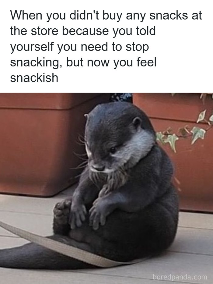 The Funniest Animal Memes That'll Totally Make Your Day