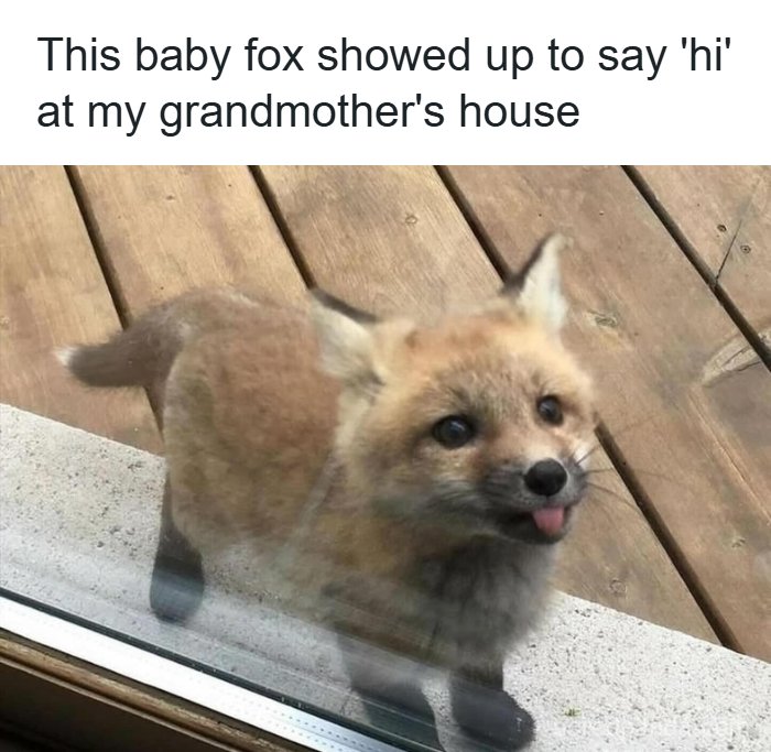 The Funniest Animal Memes That'll Totally Make Your Day