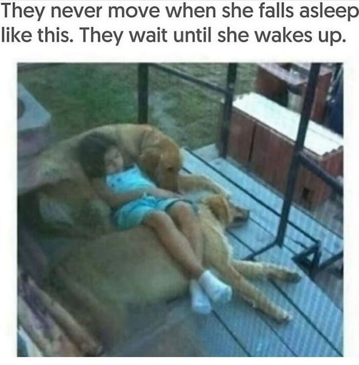 The Funniest Animal Memes That'll Totally Make Your Day
